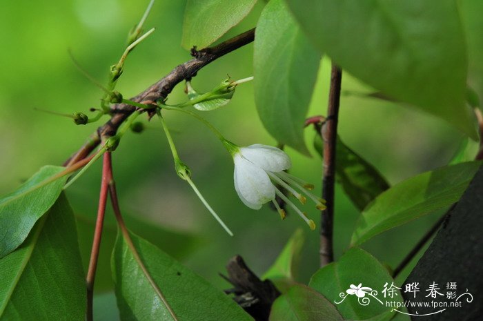 桂花属于乔木还是灌木