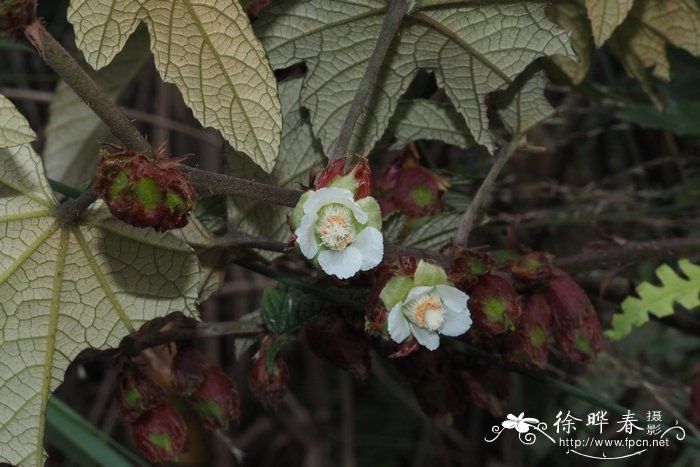 地菜花的图片