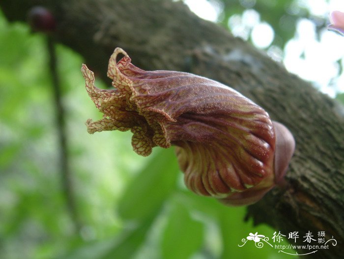 君子兰的花语