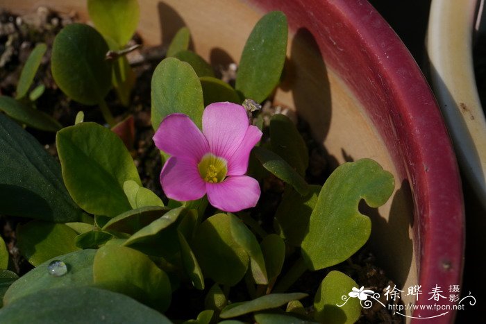 湖南桂花树