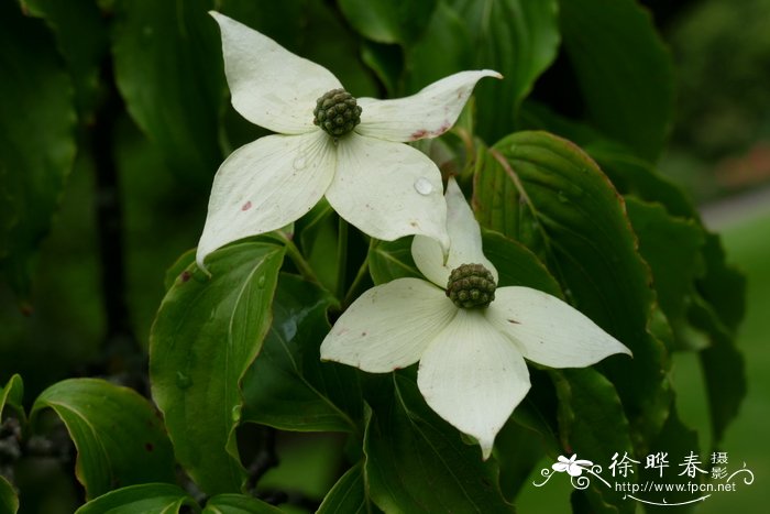 黄色的花