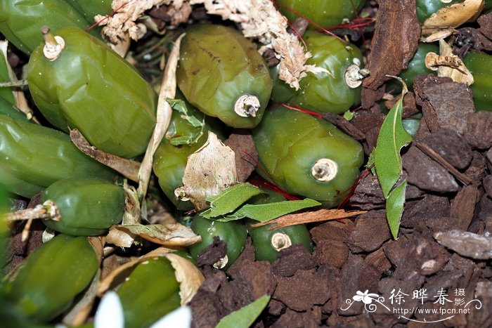 菠萝种植方法盆栽多长时间可以结果