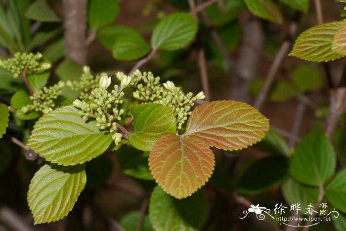 水果皮怎么发酵成花肥