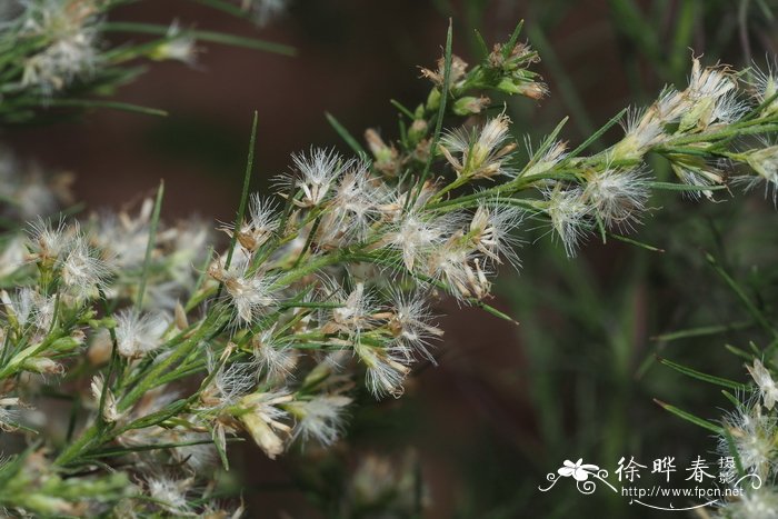 湖南金银花