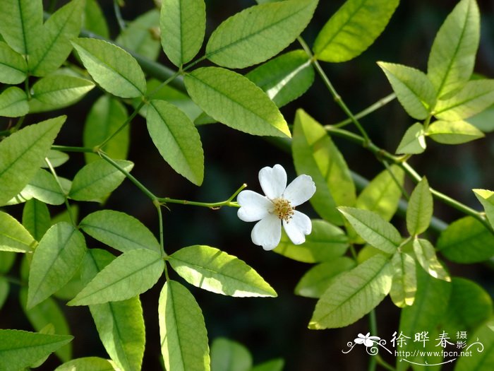 桃花几月份开花