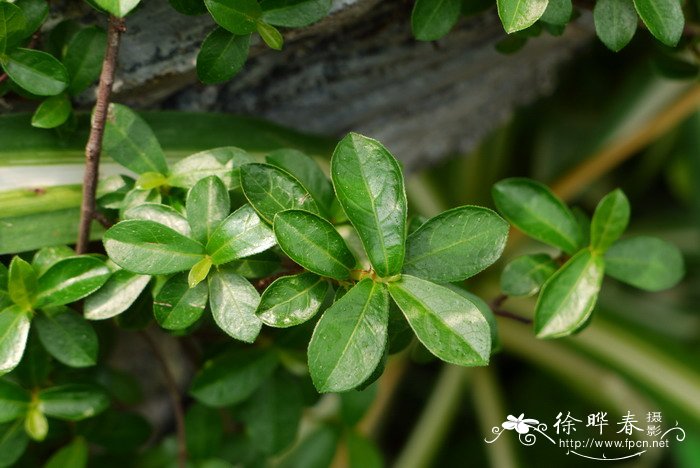 香菇种植方法