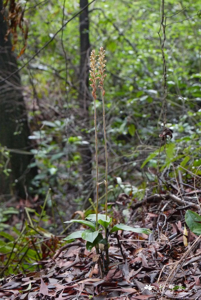 矮化苹果苗