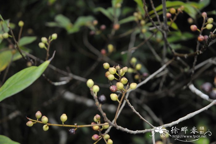 凤梨与菠萝的区别