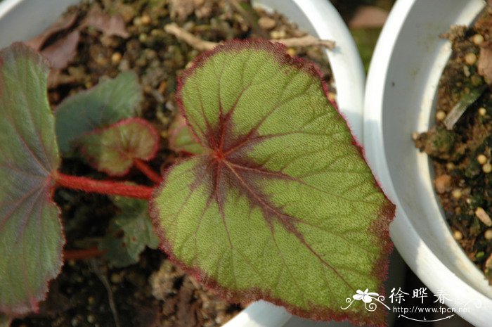 大面积种植什么树效益高