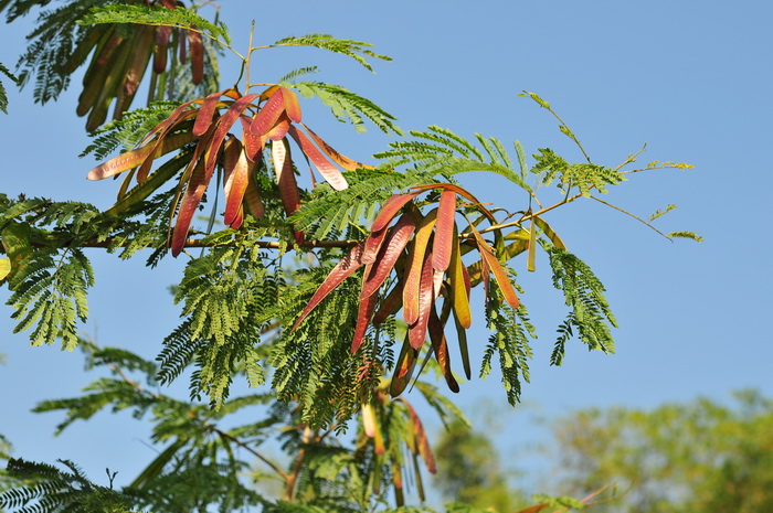 油菜花长什么样子图片