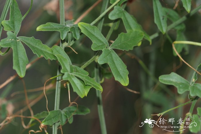 沉香树苗适合在哪里种植