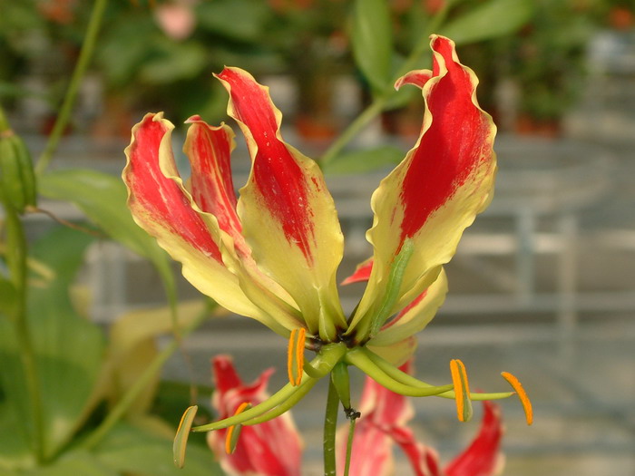 桂花什么季节开