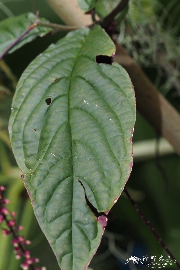 茉莉花怎么养才能更旺盛