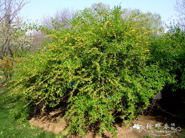 宿根植物