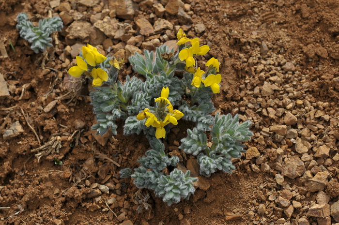 菊花什么季节开?