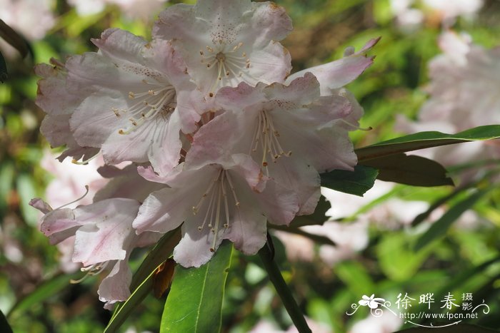 菩提叶