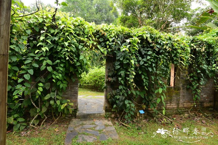 菊花什么时候种植最好