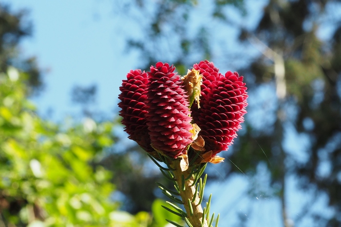 香花菜