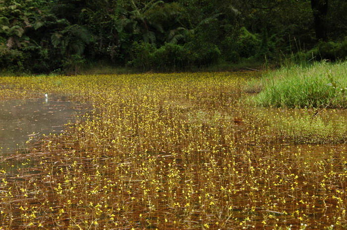 苹果苗