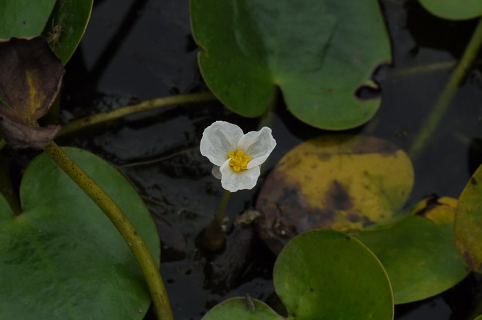 白兰花树