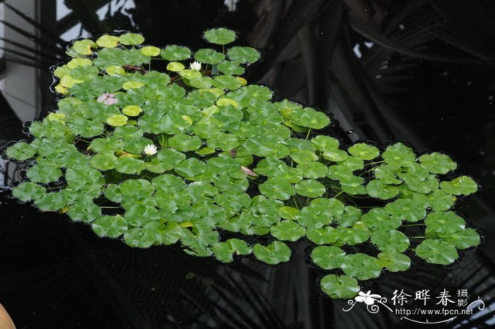 白花蛇舌草的作用与功效