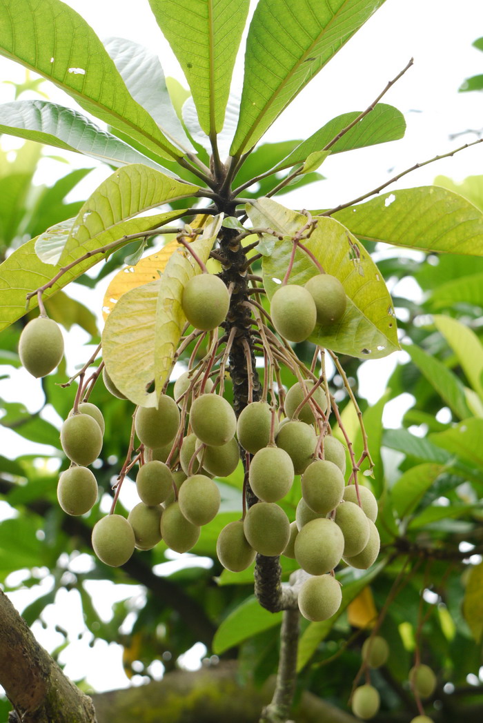 植脂奶油