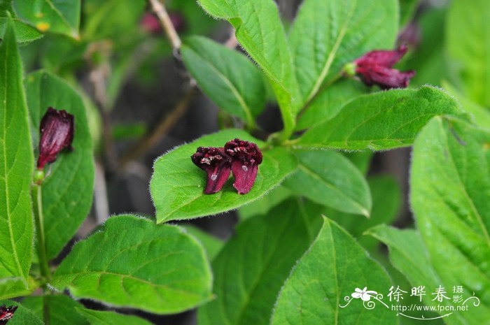 雪里红是什么菜