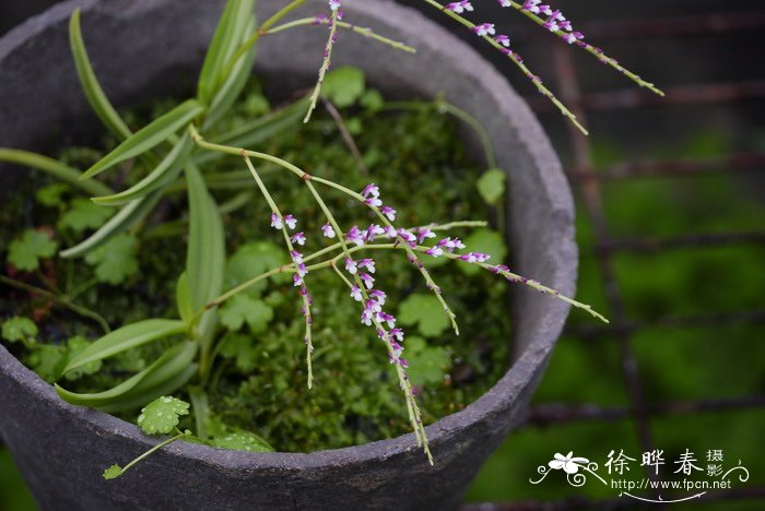 郁金香的花语是什么