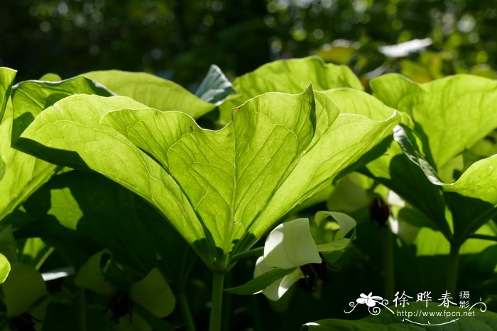 红花醡浆草