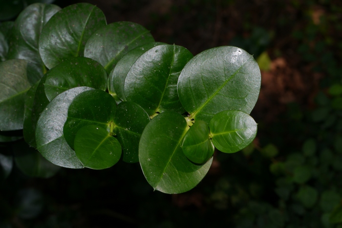 长筒花鳞茎种植时间