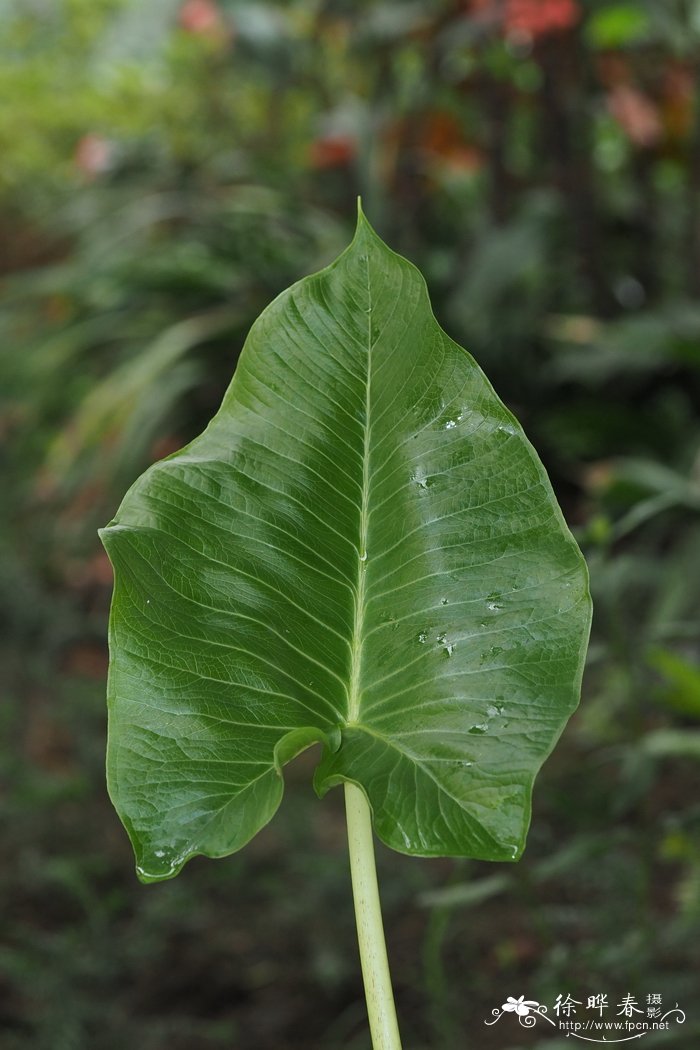 小花鸢尾兰