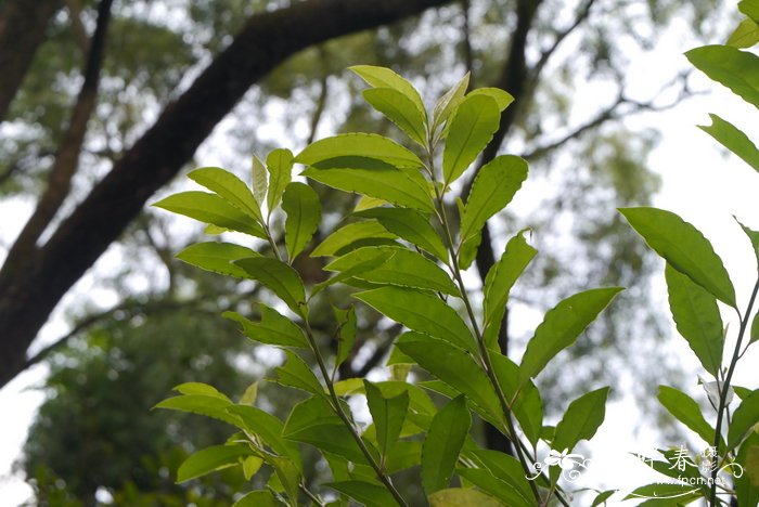 赤小豆红豆