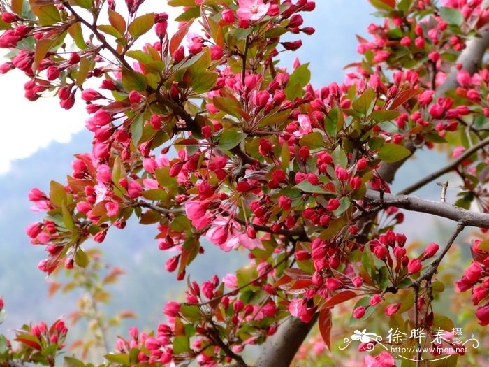 北京花海阁