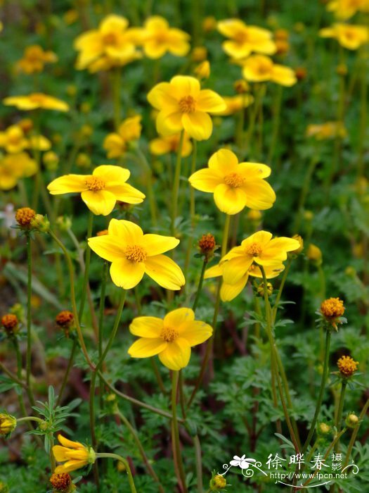 田七花