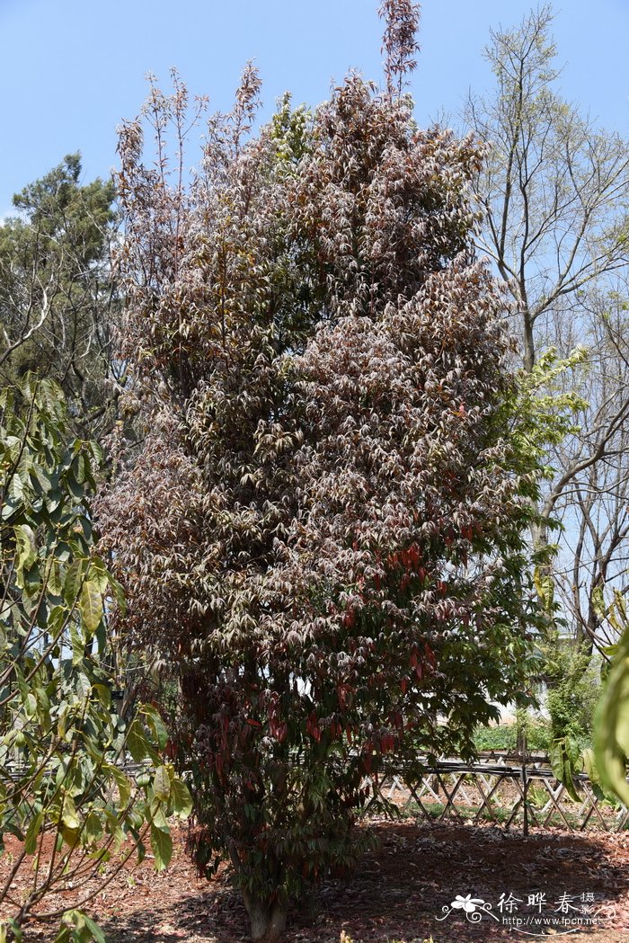 马齿苋花的图片