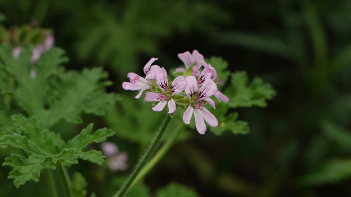 送老师鲜花禁忌