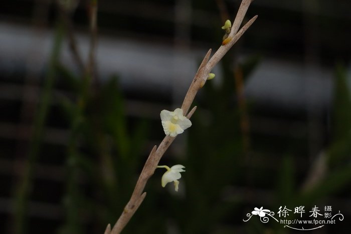 虎皮兰开花不是好兆头