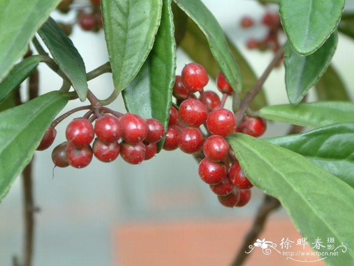 月季花什么时候移栽最好