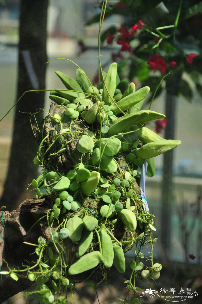 万年红水培植物怎么养