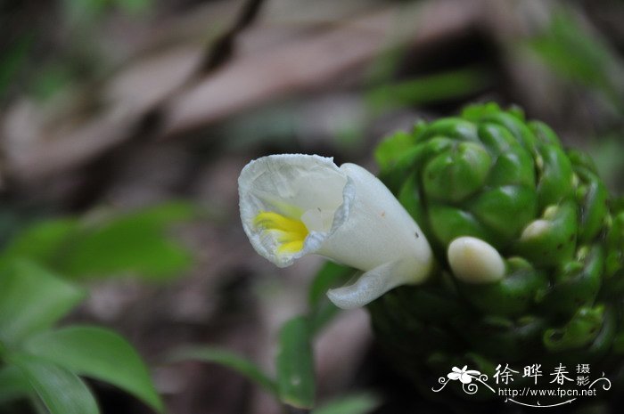 小天使植物