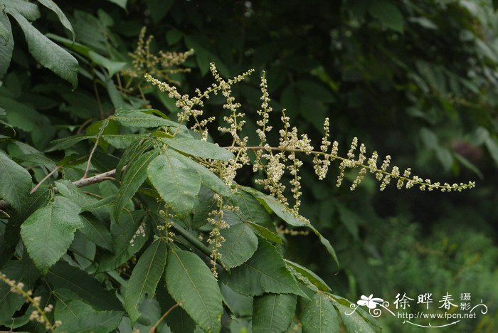 滴水观音开花