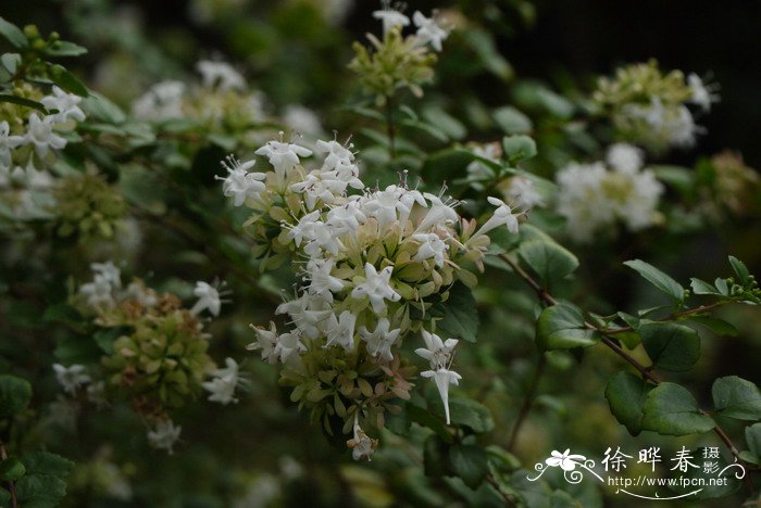 玫瑰花的特点