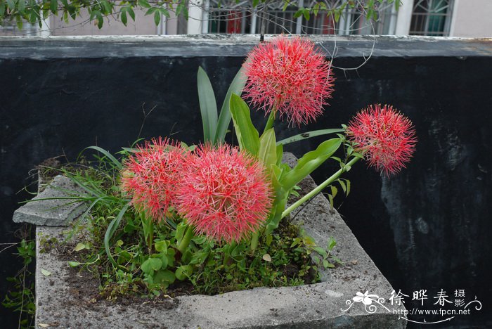 郑州鲜花预订