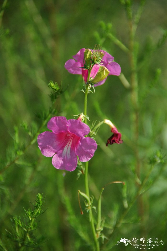 芽苗菜