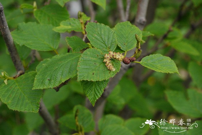 植物名称大全名字