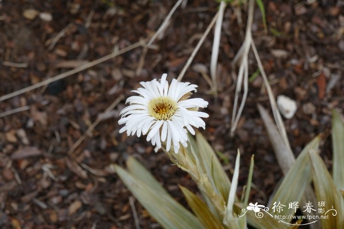 百慕大草基地