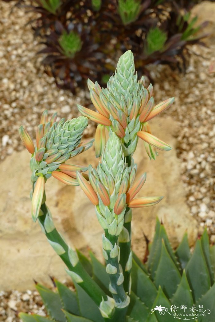 菊花什么时候种植最好