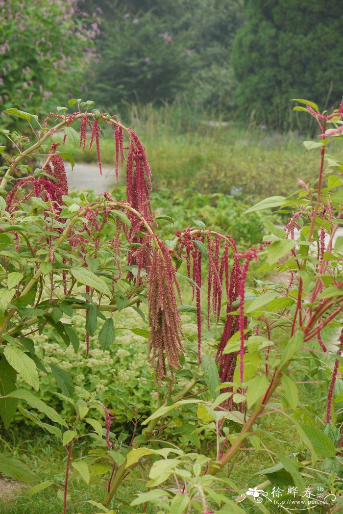 迷迭香花语