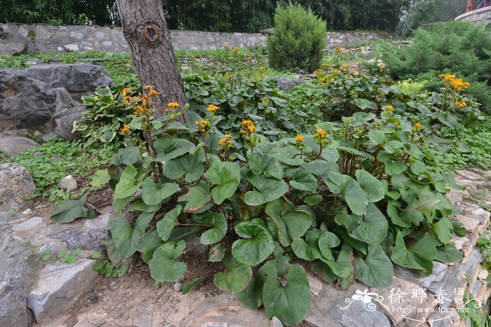 芦荟开花预示着什么好兆头