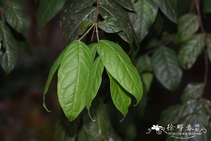 茶花开花时间